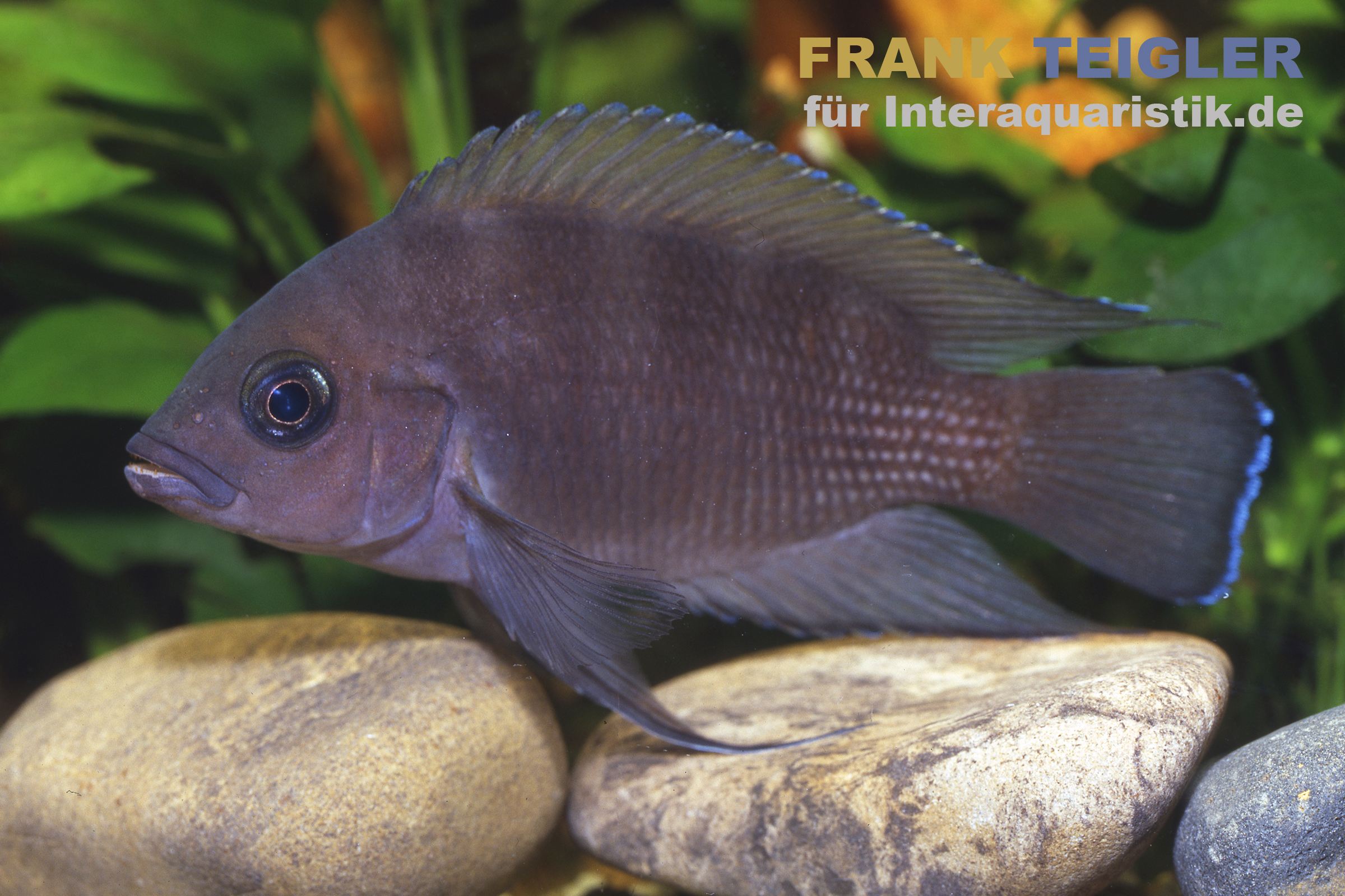 Blauer Buntbarsch auf Aquariumsteinen Dunkelblauer Buntbarsch seitlich auf Aquariumsteinen